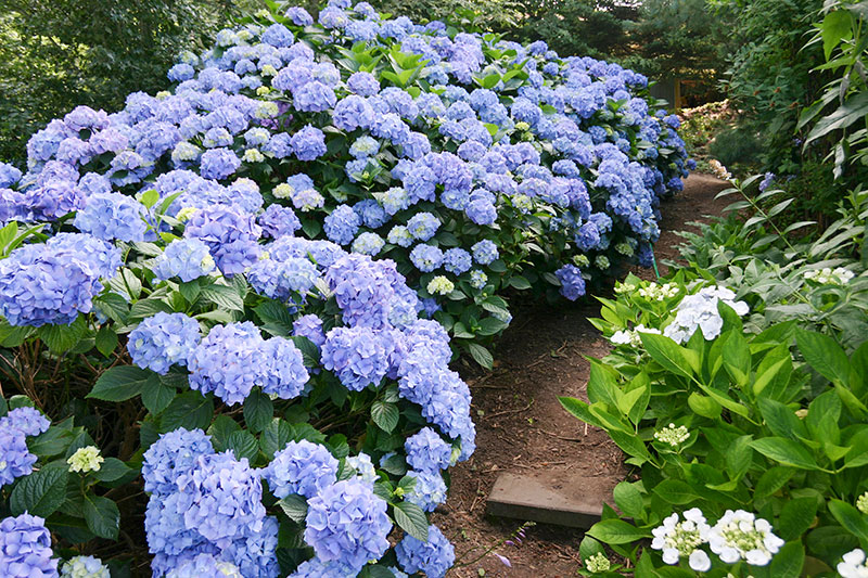 Häck av hortensia